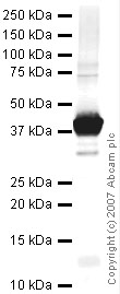 Anti-PAR6 antibody (ab49776) at 1 µg/ml + PARD6A partial Human Recombinant Tagged Protein at 0.2 µgSecondaryIRDye 680 Conjugated Goat Anti-Rabbit IgG (H+L) at 1/10000 dilutionPerformed under reducing conditions.