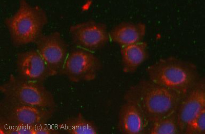 ICC/IF image of ab49776 stained human MCF7 cells. The cells were methanol fixed (5 min), permabilised in 0.1% PBS-Tween (20 min) and incubated with the antibody (ab49776, 5µg/ml) for 1h at room temperature. 1%BSA / 10% normal goat serum / 0.3M glycine was used to block non-specific protein-protein interactions. The secondary antibody (green) was Alexa Fluor® 488 goat anti-rabbit IgG (H+L) used at a 1/1000 dilution for 1h. Alexa Fluor® 594 WGA was used to label plasma membranes (red). DAPI was used to stain the cell nuclei (blue). This antibody also gave a positive IF result in HeLa and HEK 293 cells.