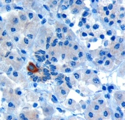 Ab6022 (10ug/ml) staining human PAR6 in human pancreas by immunohistochemistry using paraffin embedded tissue. Microwaved antigen retrieval with Tris/EDTA buffer pH9, HRP-staining. Ab6022 shows strong cytoplasmic staining in rare cells of intralobular ducts. 