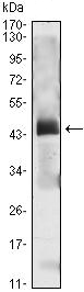 Anti-Parathyroid Hormone antibody [2C7] (ab130160) at 1/500 dilution + Parathyroid Hormone-hIgGFc transfected HEK293 cell lysate