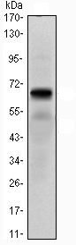 Anti-Parathyroid Hormone Receptor 1 antibody [4D2] (ab104832) at 1/500 dilution + Parathyroid Hormone Receptor 1-hIgGFc transfected HEK293 cell lysate