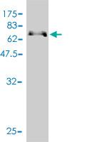 Western blot against tagged recombinant protein immunogen using ab57838 PARD6B antibody at 1ug/ml.