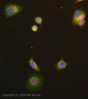ICC/IF image of ab16060 stained human MCF7 cells. The cells were 4% PFA fixed (10 min), permabilised in 0.1% PBS-Tween (20 min) and incubated with the antibody (ab16060, 5µg/ml) for 1h at room temperature. 1%BSA / 10% normal goat serum / 0.3M glycine was used to block non-specific protein-protein interactions. The secondary antibody (green) was Alexa Fluor® 488 goat anti-rabbit IgG (H+L) used at a 1/1000 dilution for 1h. Alexa Fluor® 594 WGA was used to label plasma membranes (red). DAPI was used to stain the cell nuclei (blue). This antibody also gave a positive IF result in HeLa, HEK293 and HepG2 cells.