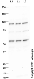 All lanes : Anti-PAX1 antibody (ab95227) at 1 µg/mlLane 1 : Jurkat (Human T cell lymphoblast-like cell line) Whole Cell LysateLane 2 : Raji (Human Burkitt's lymphoma cell line) Whole Cell Lysate Lane 3 : K562 (Human erythromyeloblastoid leukemia cell line) Whole Cell Lysate Lysates/proteins at 10 µg per lane.SecondaryGoat Anti-Rabbit IgG H&L (HRP) preadsorbed (ab97080) at 1/5000 dilutiondeveloped using the ECL techniquePerformed under reducing conditions.