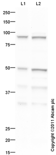 All lanes : Anti-PAX1 antibody (ab95227) at 1 µg/mlLane 1 : Thymus (Mouse) Tissue Lysate Lane 2 : Thymus (Rat) Tissue Lysate Lysates/proteins at 10 µg per lane.SecondaryGoat Anti-Rabbit IgG H&L (HRP) preadsorbed (ab97080) at 1/5000 dilutiondeveloped using the ECL techniquePerformed under reducing conditions.