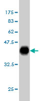 Western blot against tagged recombinant protein immunogen using ab55490 Pax2 antibody at 1ug/ml.