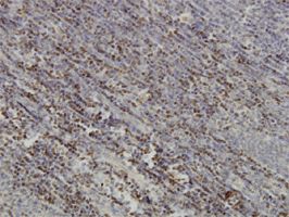 PAX5 antibody (ab55492) used in immunohistochemistry at 1ug/ml on formalin fixed and paraffin embedded human tonsil.