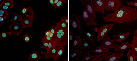 Immunofluorescent analysis of PAX7 in MCF7 (left panel) and HeLa (right panel) cells. Formalin fixed cells were permeabilized with 0.1% Triton X-100 in TBS for 10 minutes at room temperature. Cells were probed with a ab187339 at 1/100 dilution for at least 1 hour at room temperature, washed with PBS, and incubated with a DyLight 488-conjugated goat anti-rabbit IgG secondary antibody at 1/400 dilution for 30 minutes at room temperature. F-Actin (red) was stained with DyLight-554 Phalloidin and nuclei (blue) were stained with Hoechst 33342 dye.