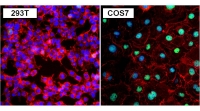 Immunofluorescent analysis of 293T (left) and COS7 (right) cells (formalin-fixed, 0.1% Triton X-100 permeabilized) labeling PAX8 with ab183578 at 1/400 dilution followed by DyLight 488 goat anti-rabbit IgG secondary antibody at 1/400 dilution. Nuclei (blue) were stained with Hoechst 33342 dye.