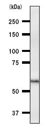 Anti-PAX8 antibody [PAX8R1] (ab53490) at 1/100 dilution + NIH3T3 whole cell lysate at 25 µgSecondaryMouse IgG antibody at 1/2500 dilution