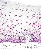 Staining of PAX9 protein in human oesophageal epithelium. Magnification x200