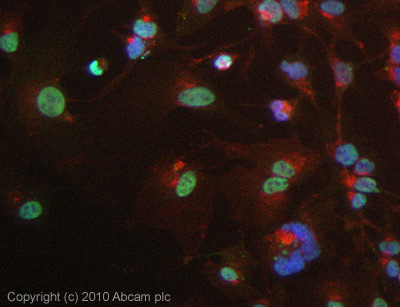 ICC/IF image of ab28538 stained HepG2 cells. The cells were 4% PFA fixed (10 min) and then incubated in 1%BSA / 10% normal goat serum / 0.3M glycine in 0.1% PBS-Tween for 1h to permeabilise the cells and block non-specific protein-protein interactions. The cells were then incubated with the antibody (ab28538, 10µg/ml) overnight at +4°C. The secondary antibody (green) was Alexa Fluor® 488 goat anti-rat IgG (H+L) used at a 1/1000 dilution for 1h. Alexa Fluor® 594 WGA was used to label plasma membranes (red) at a 1/200 dilution for 1h. DAPI was used to stain the cell nuclei (blue) at a concentration of 1.43µM.