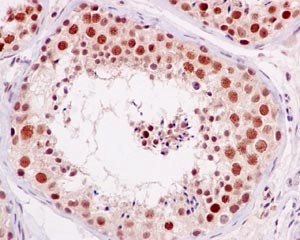 Immunohistochemical analysis of paraffin-embedded Human testis tissue labeling PBK (phospho T9) with ab184953 at 1/100 dilution followed by prediluted HRP Polymer for Rabbit IgG. Counter stained with Hematoxylin.