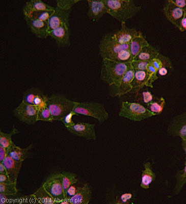 ab75987 stained JEG-3 cells. The cells were 4% formaldehyde fixed for 10 minutes at room temperature and then incubated in 1%BSA / 10% normal goat serum / 0.3M glycine in 0.1% PBS-Tween for 1hour at room temperature to permeabilise the cells and block non-specific protein-protein interactions. The cells were then incubated with the antibody (ab75987 at 5µg/ml) overnight at +4°C. The secondary antibody (pseudo-colored green) was Goat Anti-Rabbit IgG H&L (Alexa Fluor® 488) preadsorbed (ab150081) used at a 1/1000 dilution for 1hour at room temperature. Alexa Fluor® 594 WGA was used to label plasma membranes (pseudo-colored red) at a 1/200 dilution for 1hour at room temperature. DAPI was used to stain the cell nuclei (pseudo-colored blue) at a concentration of 1.43µM for 1hour at room temperature.