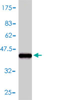 Western blot against tagged recombinant protein immunogen using ab54895 PBR antibody at 1ug/ml.