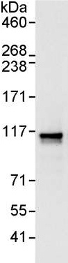 Detection of PBXIP1 by Western Blot of Immunprecipitate.ab176591 at 0.1µg/ml labeling PBXIP1 in HeLa whole cell lysate immunoprecipitated using ab176591 at 3µg/mg lysate (1 mg/IP; 20% of IP loaded/lane). Detection: Chemiluminescence with exposure time of 10 seconds.