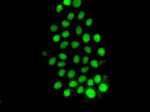 Immunofluorescent analysis BxPC-3 cells labelling PCBD2 with ab133688 at 1/100 dilution.
