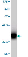 Western blot against tagged recombinant protein immunogen using ab55506 PCDH7 antibody at 1ug/ml.