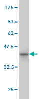 Western blot against tagged recombinant protein immunogen using ab57605 PCDHA10 antibody at 1ug/ml.