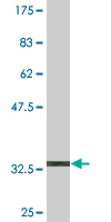 Anti-PCDHA2 antibody (ab76845) at 5 µg/ml + immunogen at 0.2 µgSecondaryGoat Anti-Mouse IgG (H&L)-HRP Conjugate at 1/5000 dilution