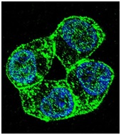 Confocal immunofluorescent analysis of ZR-75-1 cells labeling PCDHA8 with ab170788 at 1/10 dilution, followed by Alexa Fluor 488-conjugated goat anti-rabbit lgG (green). DAPI was used to stain the cell nuclear (blue).