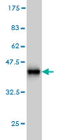Western blot against tagged recombinant protein immunogen using ab56764 PCDHA9 antibody at 1ug/ml.