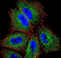 Immunocytochemistry/ Immunofluorescence analysis of NCI-H460 cells labeling PCDHAC2 with ab170796 at a 1/10 dilution followed by Alexa Fluor 488-conjugated goat anti-rabbit lgG (green). Actin filaments have been labeled with Alexa Fluor 555 phalloidin (red). DAPI was used to stain the cell nuclear (blue).
