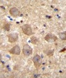 Immunohistochemical analysis of Formalin/PFA-fixed paraffin-embedded Human brain tissue labeling PCDHAC2 with ab170796 at a 1/10 dilution followed by peroxidase conjugation of the secondary antibody and DAB staining.