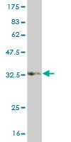 Western blot against tagged recombinant protein immunogen using ab57536 PCDHB15 antibody at 1ug/ml.