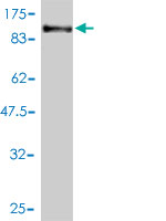 Western blot against tagged recombinant protein immunogen using ab57558 PCDHB16 antibody at 1ug/ml.