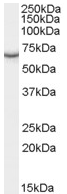 Anti-PCK1 antibody (ab61701) at 0.5 µg/ml + Human Kidney lysate (35µg protein in RIPA buffer)