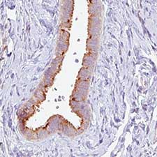 Immunohistochemical analysis of Human fallopian tube tissue labeling PCM1 with ab154142 at 1/200 dilution.