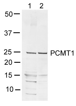 All lanes : Anti-PCMT1 antibody (ab55510) at 1/1000 dilutionLane 1 : Whole cell lysates prepared from human 293T cellsLane 2 : Whole cell lysate prepared from human Hela cellsLysates/proteins at 20 µg per lane.SecondaryAlexa Fluor® 680 conjugated goat polyclonal to mouse Ig at 1/10000 dilutionPerformed under reducing conditions.