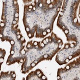 ab121858, at 1/600 dilution, staining PCMTD1 in glandular cells of paraffin-embedded Human duodenum tissue by Immunohistochemistry.