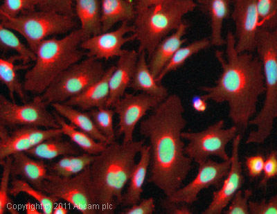 ICC/IF image of ab18197 stained Hela cells. The cells were 100% methanol fixed (5 min) and then incubated in 1%BSA / 10% normal goat serum / 0.3M glycine in 0.1% PBS-Tween for 1h to permeabilise the cells and block non-specific protein-protein interactions. The cells were then incubated with the antibody (ab18197, 1µg/ml) overnight at +4°C. The secondary antibody (green) was DyLight® 488 goat anti-rabbit IgG - H&L, pre-adsorbed (ab96899) used at a 1/250 dilution for 1h. Alexa Fluor® 594 WGA was used to label plasma membranes (red) at a 1/200 dilution for 1h. DAPI was used to stain the cell nuclei (blue) at a concentration of 1.43µM.