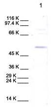 Anti-PCOLCE antibody - Carboxyterminal end (ab39204) at 1/1000 dilution + cell lysate from human neonatal dermal fibroblastsPerformed under reducing conditions.