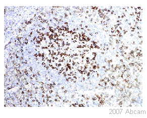 Paraffin-embedded human tonsil section stained with ab52587 PD1 antibody at 1/50 dilution.