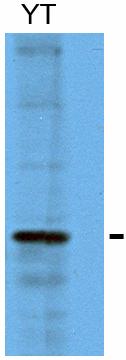 Anti-PD1 antibody [NAT105] (ab52587) at 1/50 dilution + YT cell line extracts
