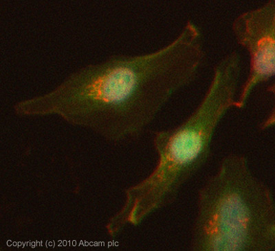 ICC/IF image of ab75430 stained HeLa cells. The cells were 4% PFA fixed (10 min) and then incubated in 1%BSA / 10% normal Goat serum / 0.3M glycine in 0.1% PBS-Tween for 1h to permeabilise the cells and block non-specific protein-protein interactions. The cells were then incubated with the antibody (ab75430, 5µg/ml) overnight at +4°C. The secondary antibody (green) was Alexa Fluor® 488 Goat anti-Rabbit IgG (H+L) used at a 1/1000 dilution for 1h. Alexa Fluor® 594 WGA was used to label plasma membranes (red) at a 1/200 dilution for 1h. DAPI was used to stain the cell nuclei (blue) at a concentration of 1.43µM.