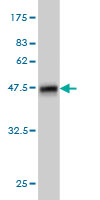 Western blot against tagged recombinant protein immunogen using ab55564 PDE1B antibody at 1ug/ml.