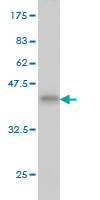 Western blot against tagged recombinant protein immunogen using ab55558 PDE3B antibody at 1ug/ml.