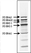 ab 14628 detecting 3 isoforms of PDE4A subclasses (PDE4A1, PDE4A5 and PDE4Ax) and two isoforms of PDE4D (PDE4D1, PDE4D3) in rat brain by Western blot.