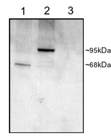 All lanes : Anti-PDE4D antibody (ab112018) at 1 µg/mlLane 1 : COS cell lysates transfected with Human PDE4D1 Lane 2 : COS cell lysates transfected with Human PDE4D3 Lane 3 : COS cell lysates untransfected Lysates/proteins at 25 µg per lane.developed using the ECL technique