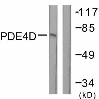 All lanes : Anti-PDE4D antibody (ab59249) at 1/500 dilutionLane 1 : K562 cell extracts treated with H2O2 (100uM, 30mins)Lane 2 : K562 cell extracts treated with H2O2 (100uM, 30mins) with immunizing peptide