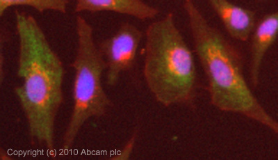 ICC/IF image of ab87329 stained HeLa cells. The cells were 4% PFA fixed (10 min) and then incubated in 1%BSA / 10% normal goat serum / 0.3M glycine in 0.1% PBS-Tween for 1h to permeabilise the cells and block non-specific protein-protein interactions. The cells were then incubated with the antibody (ab87329, 5µg/ml) overnight at +4°C. The secondary antibody (green) was Alexa Fluor® 488 goat anti-rabbit IgG (H+L) used at a 1/1000 dilution for 1h. Alexa Fluor® 594 WGA was used to label plasma membranes (red) at a 1/200 dilution for 1h. DAPI was used to stain the cell nuclei (blue) at a concentration of 1.43µM. This antibody also gave a positive result in 100% methanol fixed (5 min) HeLa cells at 5µg/ml.
