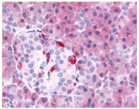 Immunohistochemistry analysis of human Pancreas using ab61813 at 1.25-2.5&microg/ml.