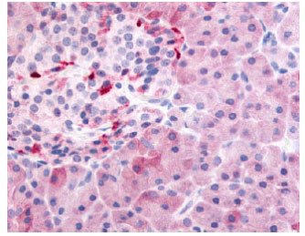 Immunohistochemistry analysis of human pancreas (Formalin/PFA-fixed paraffin-embedded sections) using ab61812 at 10&microg/ml.