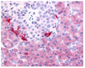 Immunohistochemistry analysis of human pancreas tissue (Formalin-Fixed Paraffin-Embedded) using ab61814 at 5&microg/ml.