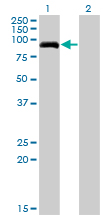 All lanes : Anti-PDE8A antibody (ab77181) at 5 µg/mlLane 1 : PDE8A transfected 293T cell lysate Lane 2 : Non transfected 293T cell lysate Lysates/proteins at 25 µg per lane.SecondaryGoat Anti-Mouse IgG (H&L)-HRP Conjugate at 1/2500 dilution