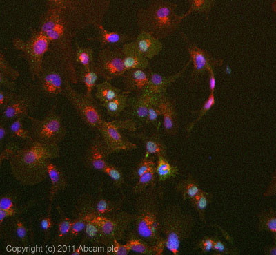 ICC/IF image of ab93899 stained HepG2 cells. The cells were 4% formaldehyde fixed (10 min) and then incubated in 1%BSA / 10% normal goat serum / 0.3M glycine in 0.1% PBS-Tween for 1h to permeabilise the cells and block non-specific protein-protein interactions. The cells were then incubated with the antibody ab93899 at 1µg/ml overnight at +4°C. The secondary antibody (green) was Alexa Fluor® 488 goat anti- rabbit IgG (H+L) used at a 1/1000 dilution for 1h. Alexa Fluor® 594 WGA was used to label plasma membranes (red) at a 1/200 dilution for 1h. DAPI was used to stain the cell nuclei (blue) at a concentration of 1.43µM.